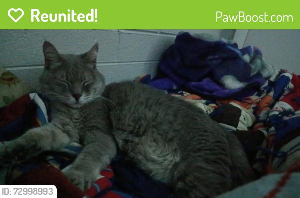 Reunited Male Cat last seen 22nd and Madison Ave, Ogden, UT 84401