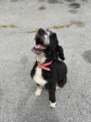 Reunited Female Dog last seen The flying hog, Springdale, AR 72764