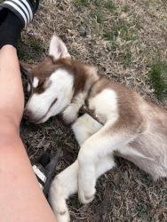 Lost Male Dog last seen Near Brandywine , Brandywine, MD 20613