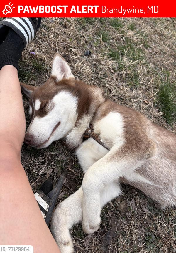 Lost Male Dog last seen Near Brandywine , Brandywine, MD 20613