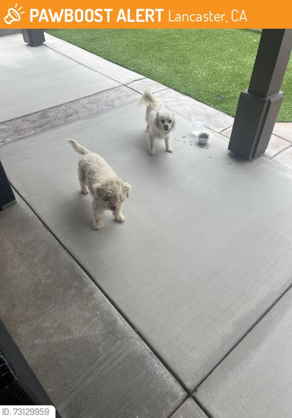 Found/Stray Female Dog last seen J & 20 east, Lancaster, CA 93535