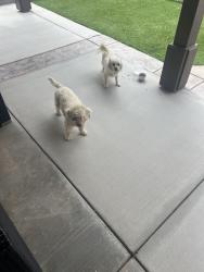 Found/Stray Female Dog last seen J & 20 east, Lancaster, CA 93535