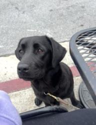 Reunited Female Dog last seen Ward Blvd., Orville, Oroville, CA 95966