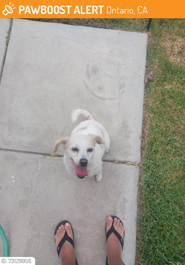 Found/Stray Female Dog last seen By 7-Eleven on Miliken, Ontario, CA 91761