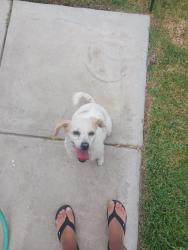 Found/Stray Female Dog last seen By 7-Eleven on Miliken, Ontario, CA 91761
