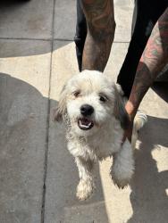 Found/Stray Male Dog last seen Culebra/Tezel, San Antonio, TX 78251