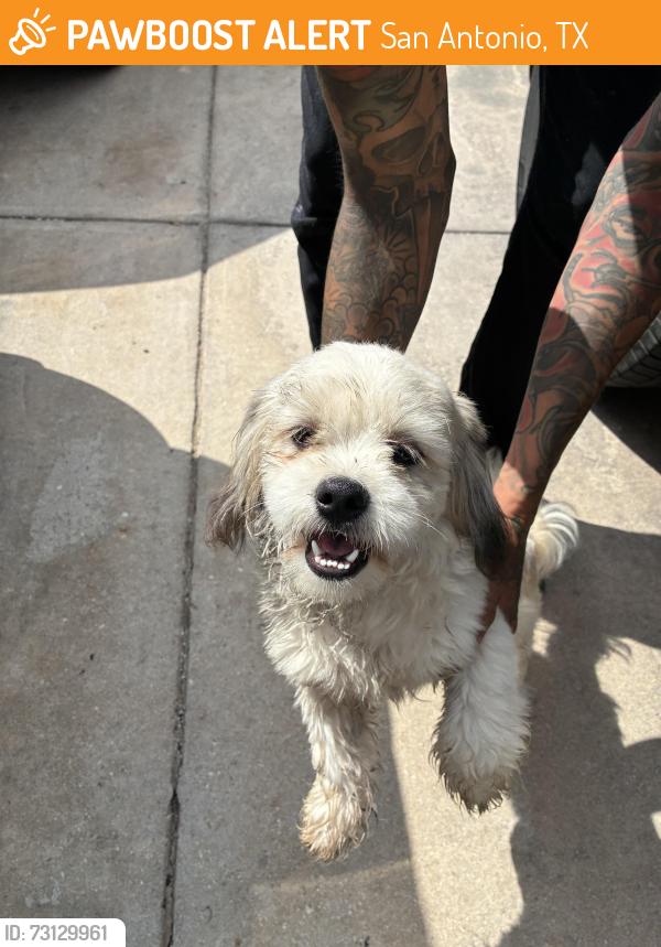 Found/Stray Male Dog last seen Culebra/Tezel, San Antonio, TX 78251