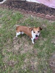 Reunited Female Dog last seen At the entrance of Summerville Place off of Miles Jamison Road, Summerville, SC 29485