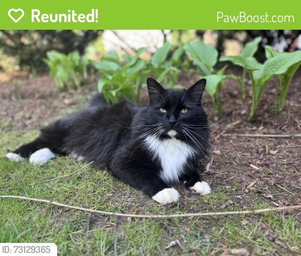 Reunited Male Cat last seen 2nd st NW near the YMCA track, Hickory, NC 28601
