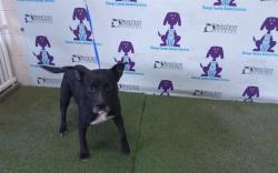 Shelter Stray Male Dog last seen , 2769 Conroy Rd, Orlando, FL 32839, USA