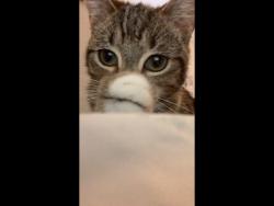 Lost Female Cat last seen Otley, West Yorkshire, England LS21 3LX