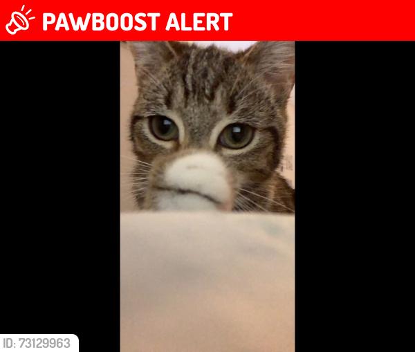 Lost Female Cat last seen Otley, West Yorkshire, England LS21 3LX