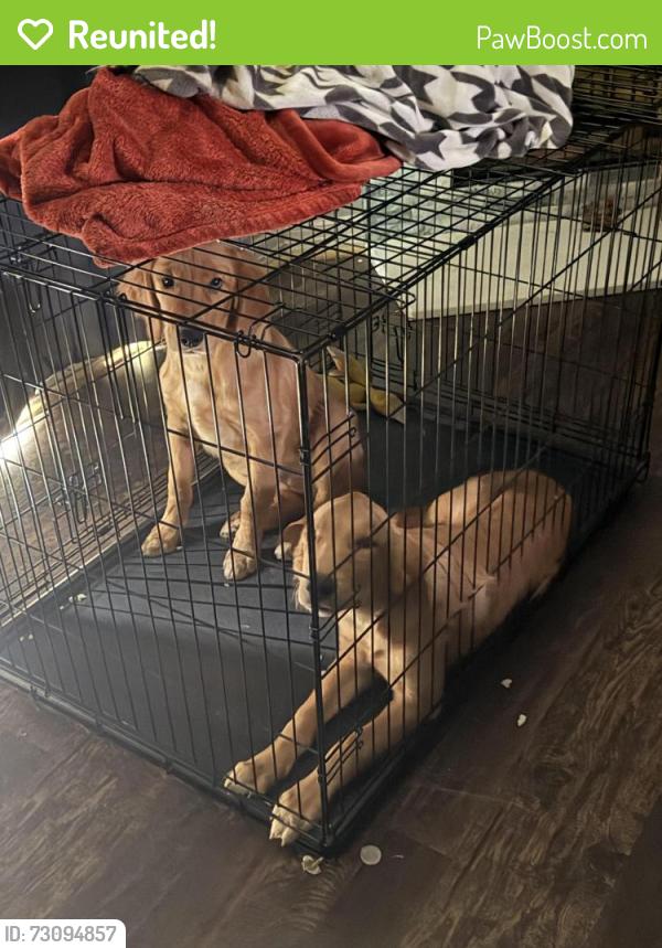 Reunited Male Dog last seen Texas oak trail, lake Dallas,Tx 75065, Lake Dallas, TX 75065