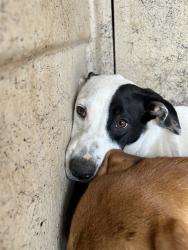 Shelter Stray Male Dog last seen Near BLOCK NW 17TH ST, OKLAHOMA CITY OK 73127, 2811 SE 29th St, Oklahoma City, OK 73129, USA