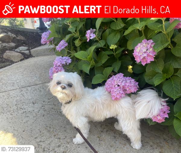 Lost Female Dog last seen Patterson Circle/Ridgeview Drive, El Dorado Hills, CA 95762