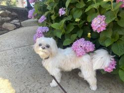 Lost Female Dog last seen Patterson Circle/Ridgeview Drive, El Dorado Hills, CA 95762