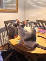 Reunited Female Cat last seen Silkwood Trail and Cross Bend Drive, Arlington, TX 76016