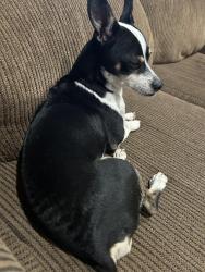 Reunited Male Dog last seen Diablo and Elkhorn Blvd, Sacramento, CA 95842