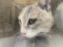 Shelter Stray Female Cat last seen , 1850 W 60th St, Los Angeles, CA 90047, USA