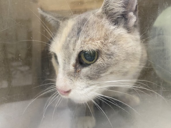 Shelter Stray Female Cat last seen , 1850 W 60th St, Los Angeles, CA 90047, USA