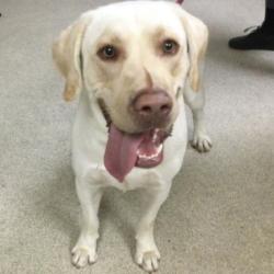 Shelter Stray Male Dog last seen Near BLOCK PARK CENTER DR, JURUPA VALLEY, CA, 6851 Van Buren Boulevard, Jurupa Valley, CA 92509, USA