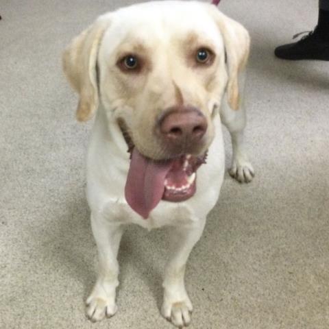 Shelter Stray Male Dog last seen Near BLOCK PARK CENTER DR, JURUPA VALLEY, CA, 6851 Van Buren Boulevard, Jurupa Valley, CA 92509, USA