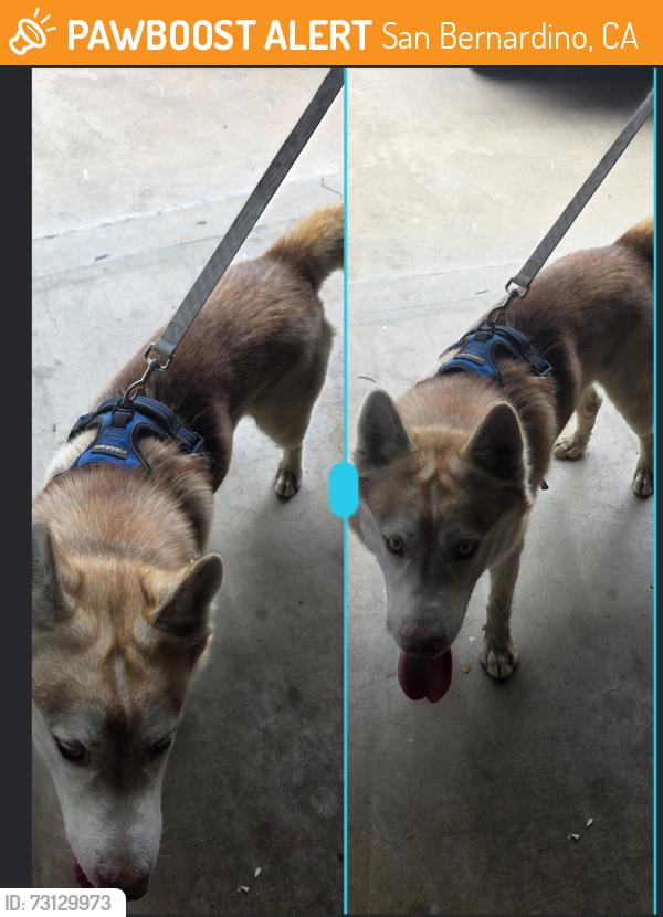 Found/Stray Male Dog last seen Harrison st san Bernardino CA, San Bernardino, CA 92404