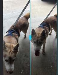Found/Stray Male Dog last seen Harrison st san Bernardino CA, San Bernardino, CA 92404