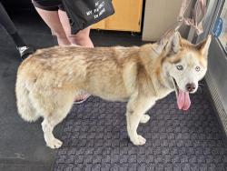 Shelter Stray Male Dog last seen 4TH COLORADO, 1640 9th St, Santa Monica, CA 90404, USA