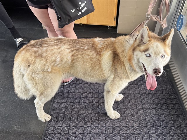 Shelter Stray Male Dog last seen 4TH COLORADO, 1640 9th St, Santa Monica, CA 90404, USA