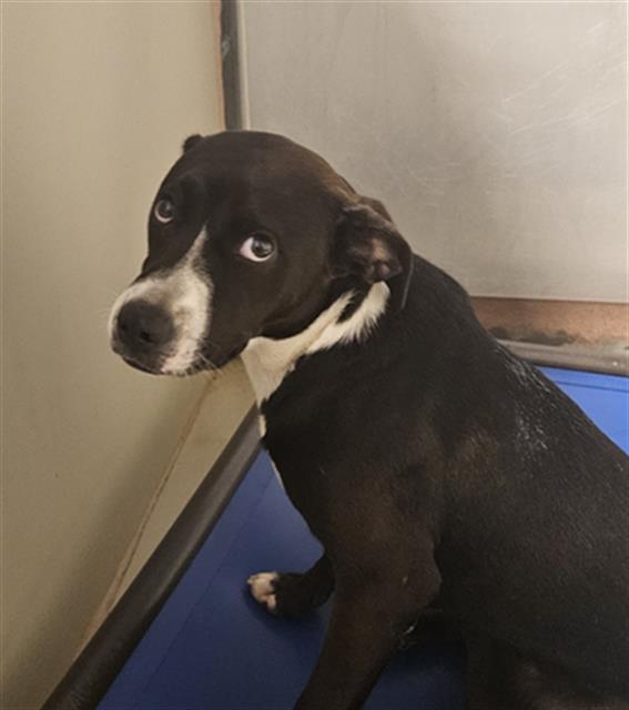 Shelter Stray Female Dog last seen Near BLOCK MORNING DR, BAKERSFIELD CA 93306, 3951 Fruitvale Ave, Bakersfield, CA 93308, USA