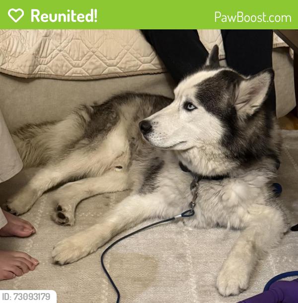 Reunited Male Dog last seen Bear Lynbrook high and Johnson Avenue, San Jose, CA 95129