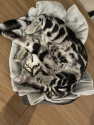 Reunited Male Cat last seen Le8 5ss, Countesthorpe, England 