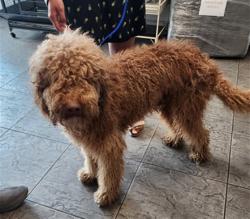 Shelter Stray Male Dog last seen , 11361 W Pico Blvd, Los Angeles, CA 90064, USA
