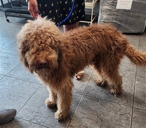 Shelter Stray Male Dog last seen , 11361 W Pico Blvd, Los Angeles, CA 90064, USA