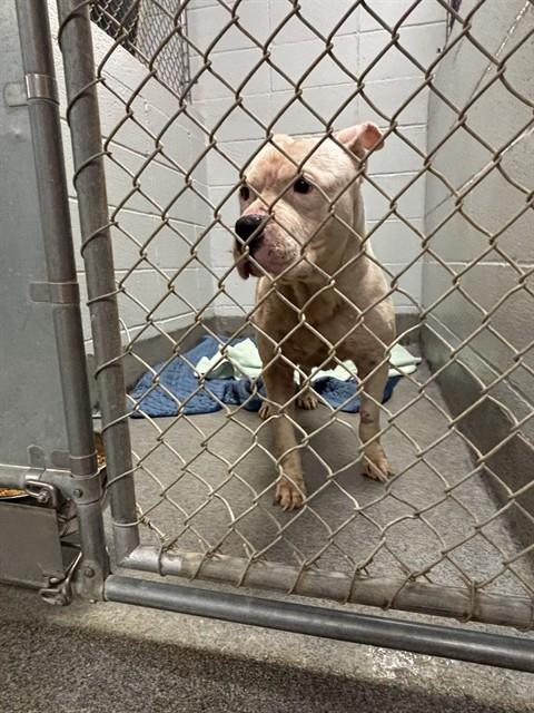 Shelter Stray Male Dog last seen TETON DR NW, 4950 SW Triana Blvd, Huntsville, AL 35805, USA