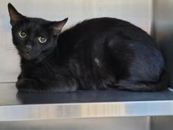 Shelter Stray Male Cat last seen , 957 N Gaffey St, San Pedro, CA 90731, USA
