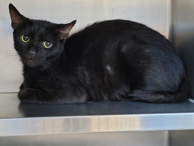 Shelter Stray Male Cat last seen , 957 N Gaffey St, San Pedro, CA 90731, USA