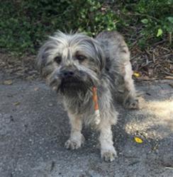Shelter Stray Male Dog last seen , 957 N Gaffey St, San Pedro, CA 90731, USA