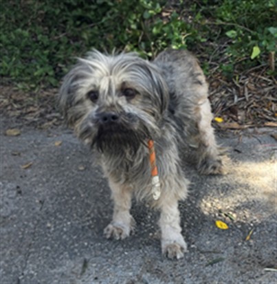Shelter Stray Male Dog last seen , 957 N Gaffey St, San Pedro, CA 90731, USA