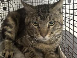 Shelter Stray Male Cat last seen , 957 N Gaffey St, San Pedro, CA 90731, USA