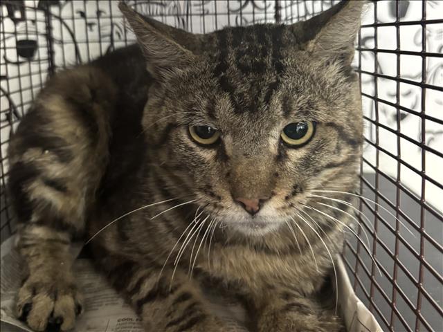 Shelter Stray Male Cat last seen , 957 N Gaffey St, San Pedro, CA 90731, USA