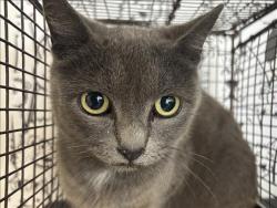 Shelter Stray Female Cat last seen , 957 N Gaffey St, San Pedro, CA 90731, USA