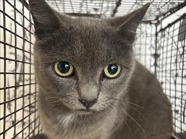 Shelter Stray Female Cat last seen , 957 N Gaffey St, San Pedro, CA 90731, USA