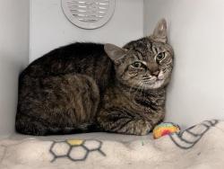 Shelter Stray Female Cat last seen Near BLOCK 64TH AVE S, KENT WA 98032, 21615 64th Ave S, Kent, WA 98032, USA