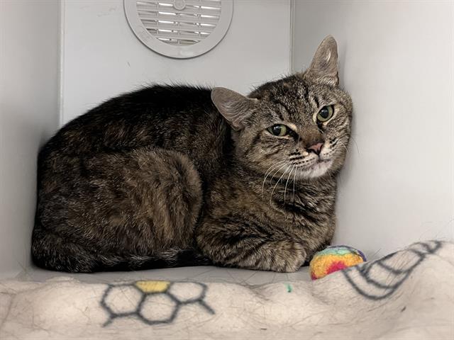 Shelter Stray Female Cat last seen Near BLOCK 64TH AVE S, KENT WA 98032, 21615 64th Ave S, Kent, WA 98032, USA
