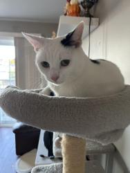 Reunited Male Cat last seen elmwood drive and connolly street, Moncton, NB E1A 3K7