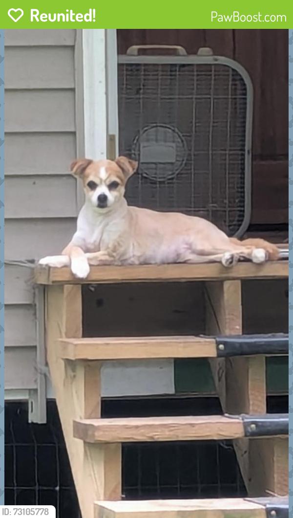 Reunited Female Dog last seen Fredeicks grove rd. and grist mill rd., Lehighton, PA 18235