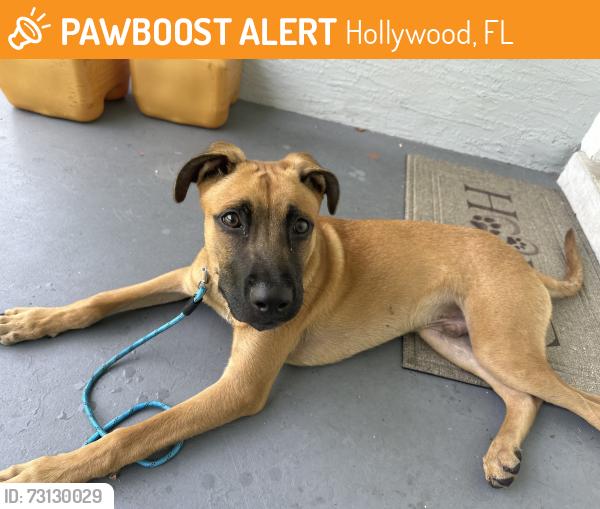 Found/Stray Male Dog last seen Near N 31st Ave, Hollywood, FL 33021