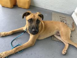 Found/Stray Male Dog last seen Near N 31st Ave, Hollywood, FL 33021